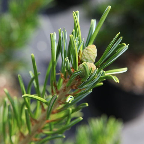 Pinus parviflora 'Tempelhof'