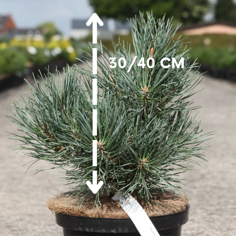 Pinus sylvestris 'Watereri'