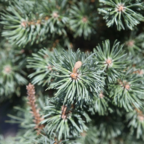 Pinus sylvestris 'Watereri'