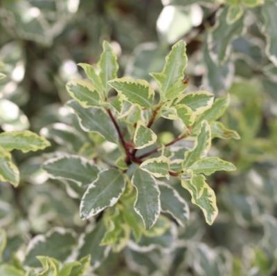 Pittosporum panaché