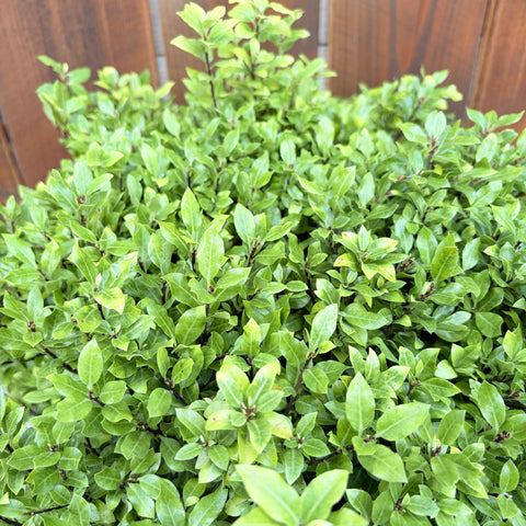 Pittosporum 'Midget'