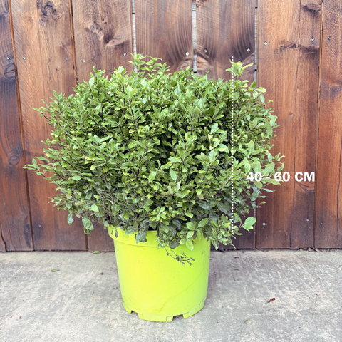 Pittosporum 'Midget'