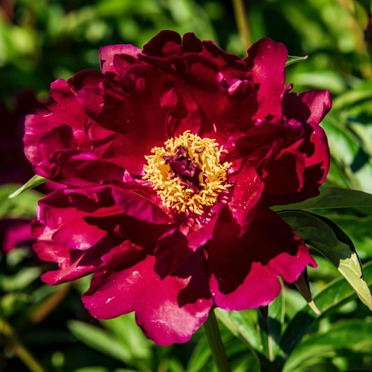 Pivoine ITOH