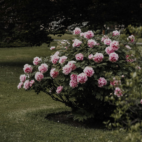 Pivoine arbustive - 3L