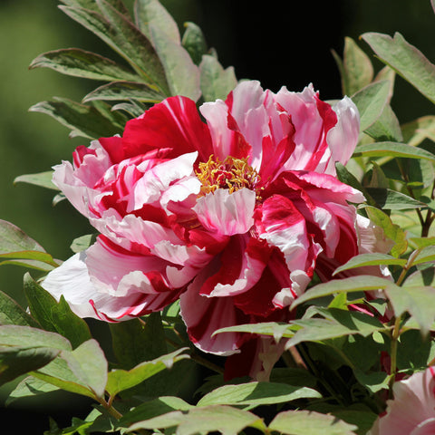 Pivoine arbustive - 3L