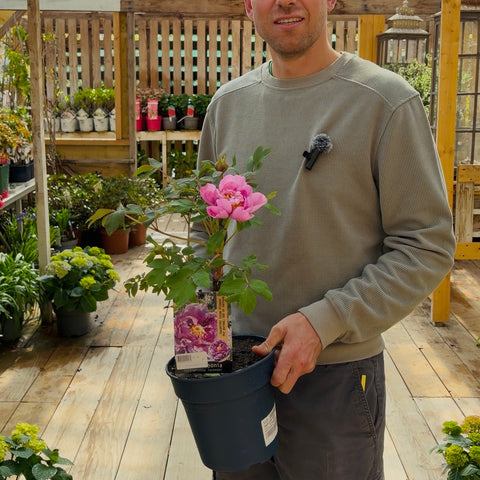 Pivoine arbustive - 3L