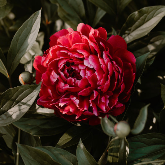 Pivoine herbacée