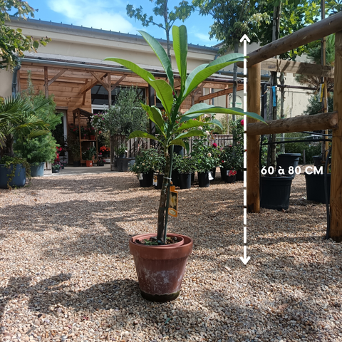 Plumeria rubra / Frangipanier rouge