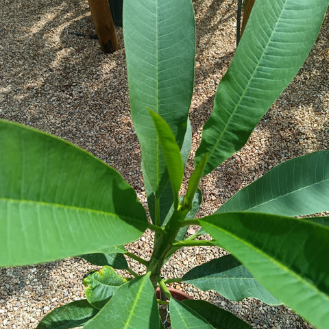 Plumeria rubra / Frangipanier rouge