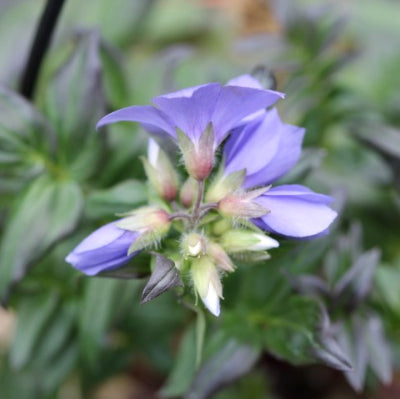 Polemonium 'blue whirl'