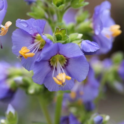 Polemonium 'blue whirl'