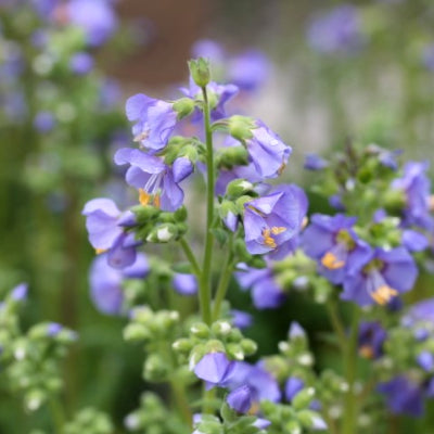 Polemonium 'blue whirl'
