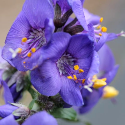 Polemonium