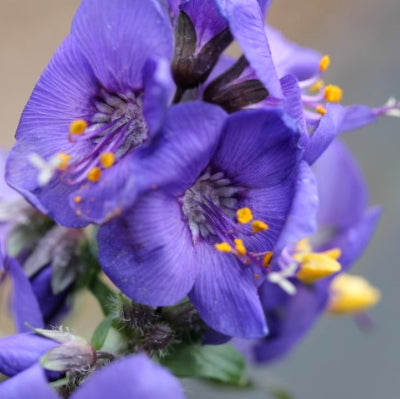 Polemonium 'blue whirl'