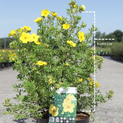Potentille 'goldfinger'