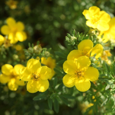 Potentille 'goldfinger'