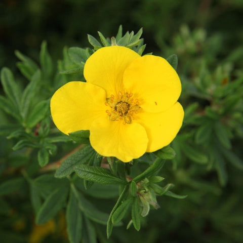 Potentille 'goldfinger'
