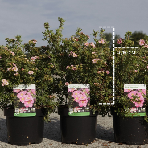 Potentille 'pink paradise'