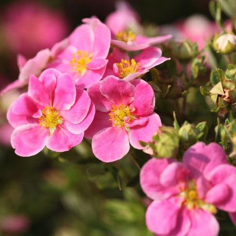 Potentille 'pink paradise'