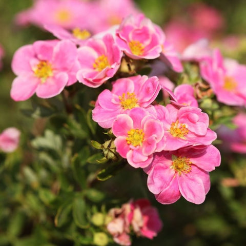 Potentille 'pink paradise'