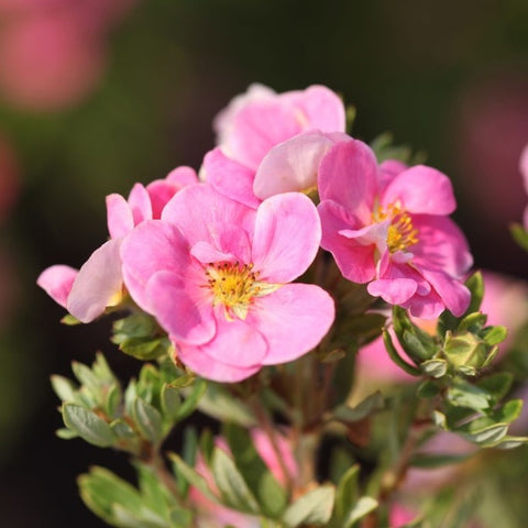 Potentille 'pink paradise'