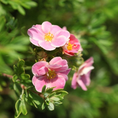 Potentille 'pink paradise'
