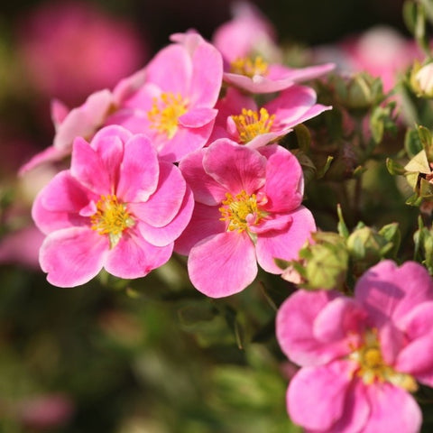 Potentille 'pink paradise'