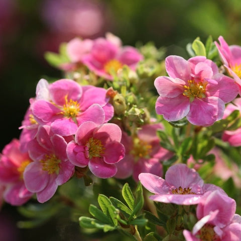 Potentille 'pink paradise'