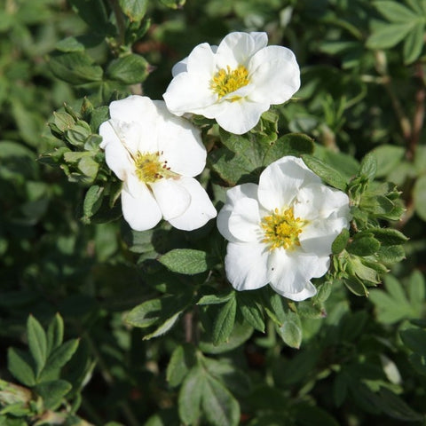 Potentille 'Crème brulée'