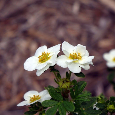 Potentille 'Crème brulée'