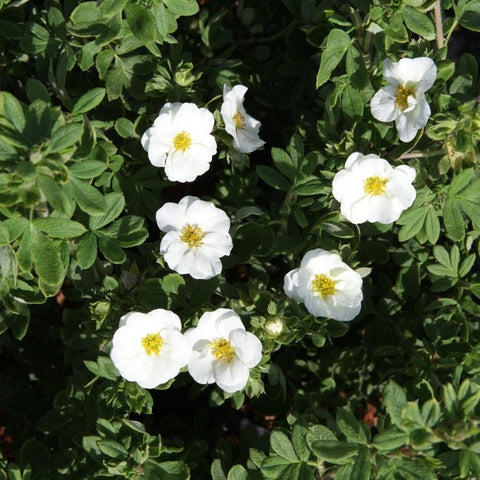 Potentille 'Crème brulée'