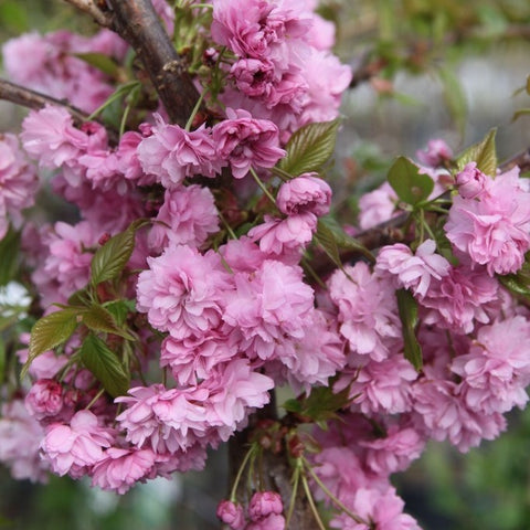 Cerisier du Japon 'Accolade'