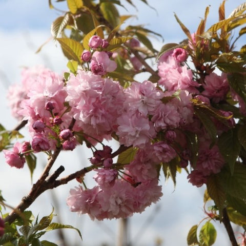 Cerisier du Japon 'Accolade'
