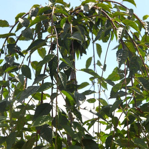 Prunus 'Snow Fountains'