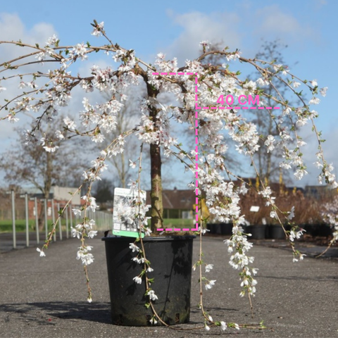 Prunus 'Snow Fountains'