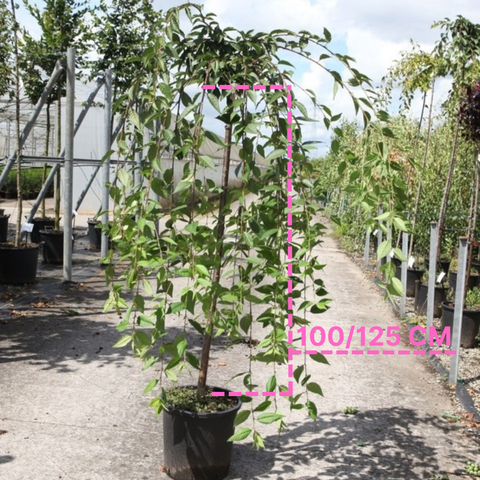 Prunus 'Snow Fountains'