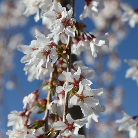 Prunus 'Snow Fountains'