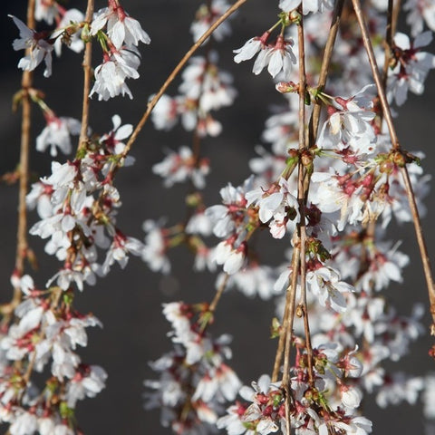 Prunus 'Snow Fountains'