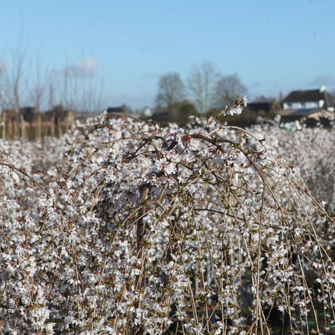 Prunus 'Snow Fountains'