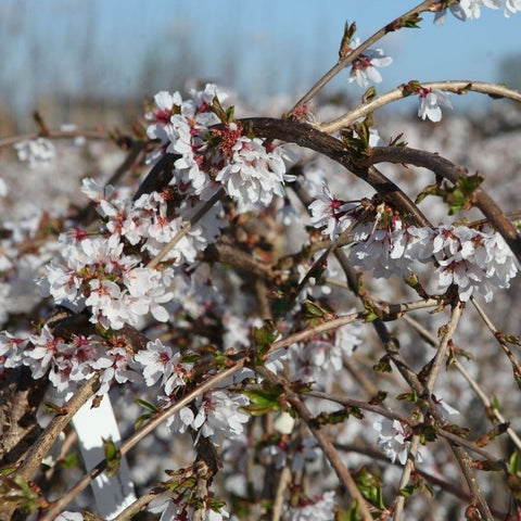 Prunus 'Snow Fountains'