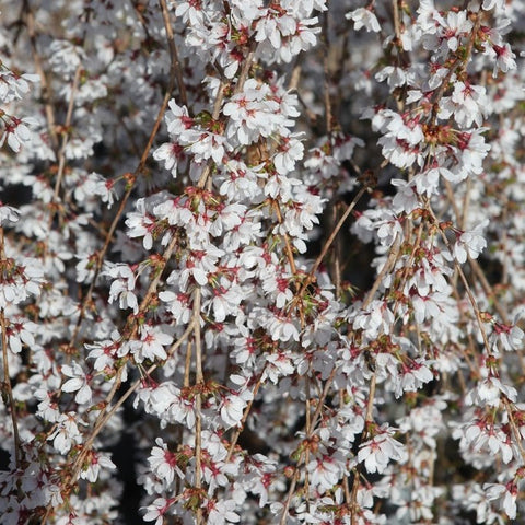 Prunus 'Snow Fountains'