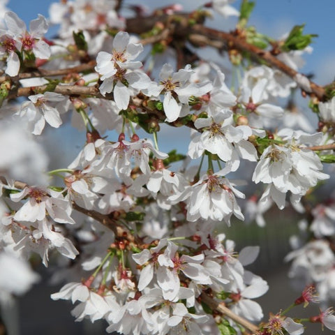Prunus 'Snow Fountains'