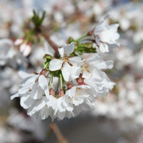 Prunus 'Snow Fountains'