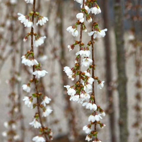 Prunus 'Snow Fountains'