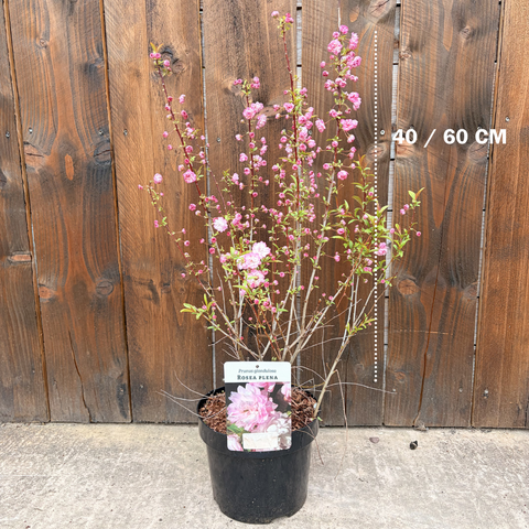 Prunus Glandulosa 'Rosea plena' - Cerisier à fleurs