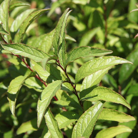Prunus Glandulosa 'Rosea plena' - Cerisier à fleurs