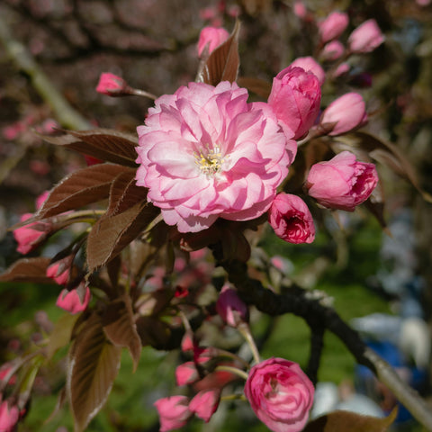 Prunus 'Royal Burgundy' - Ceriser à fleurs