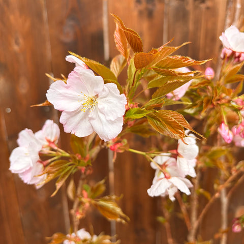 Prunus 'Sunset boulevard' - Ceriser à fleurs