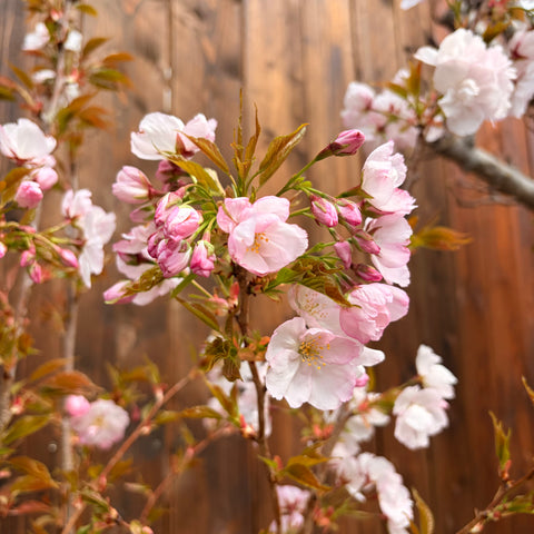 Prunus 'Sunset boulevard' - Ceriser à fleurs
