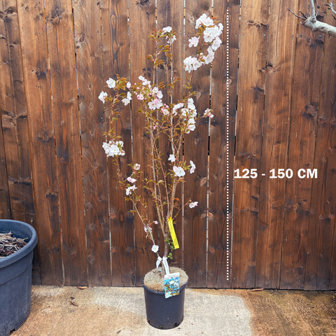 Prunus 'Sunset boulevard' - Ceriser à fleurs